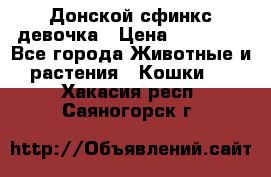 Донской сфинкс девочка › Цена ­ 15 000 - Все города Животные и растения » Кошки   . Хакасия респ.,Саяногорск г.